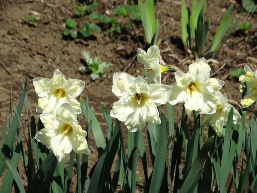  - Plante in gradina 2018