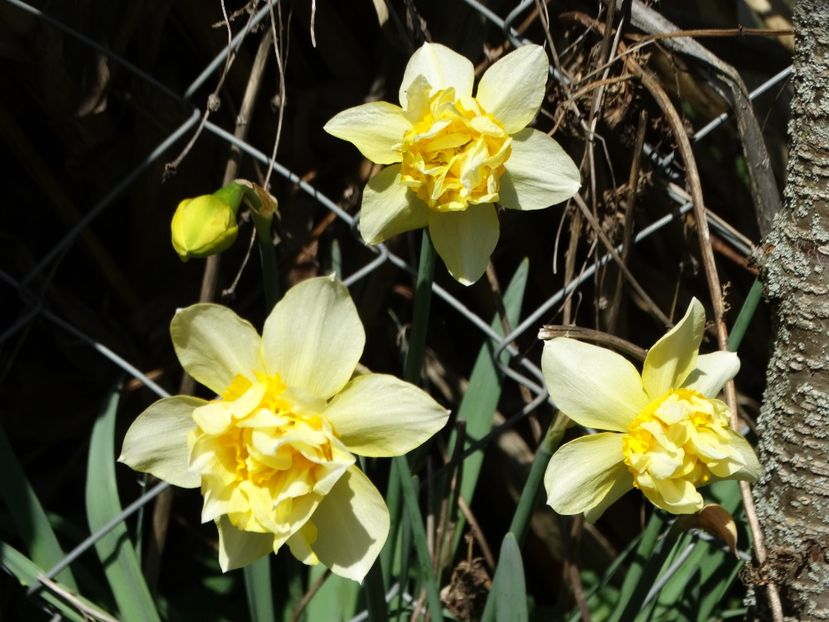  - Plante in gradina 2018