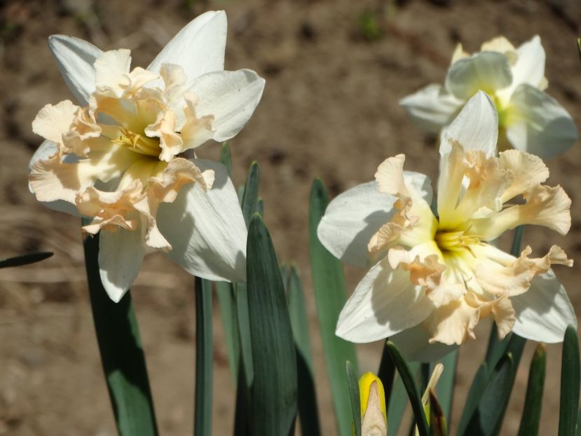  - Plante in gradina 2018