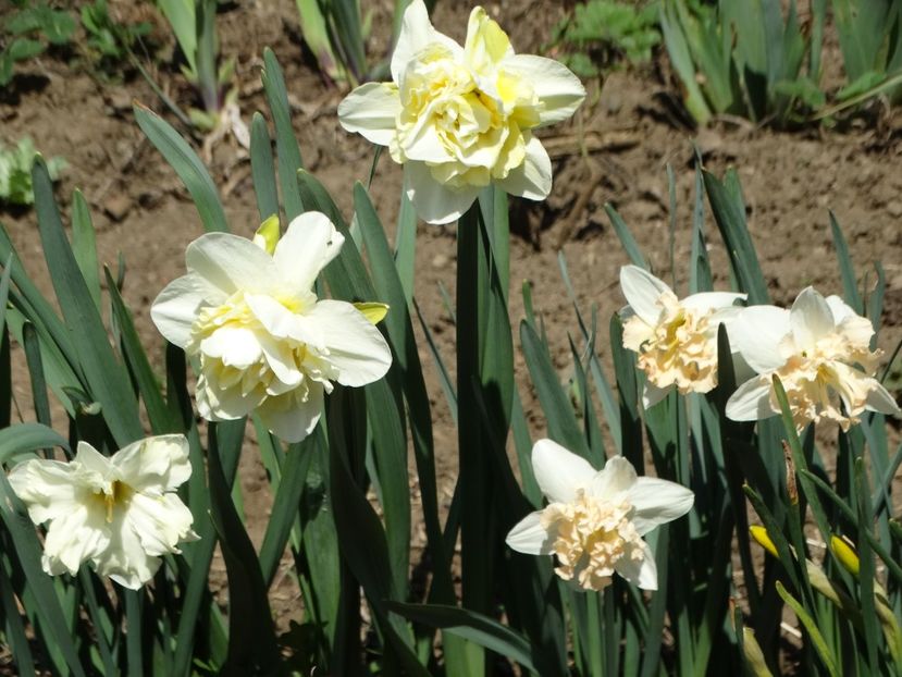  - Plante in gradina 2018