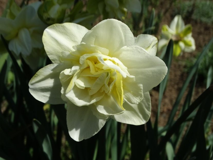  - Plante in gradina 2018