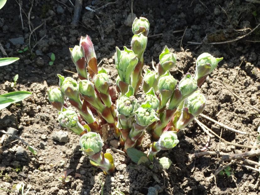  - Plante in gradina 2018