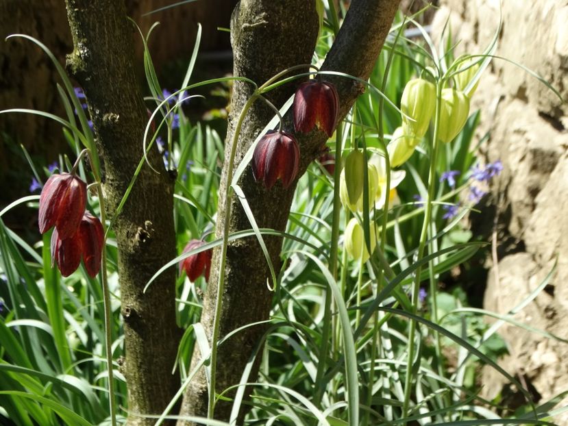  - Plante in gradina 2018