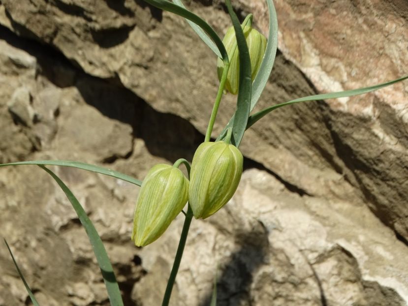  - Plante in gradina 2018