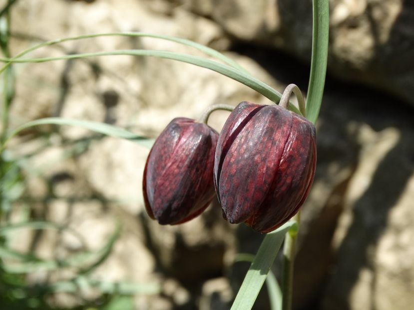  - Plante in gradina 2018