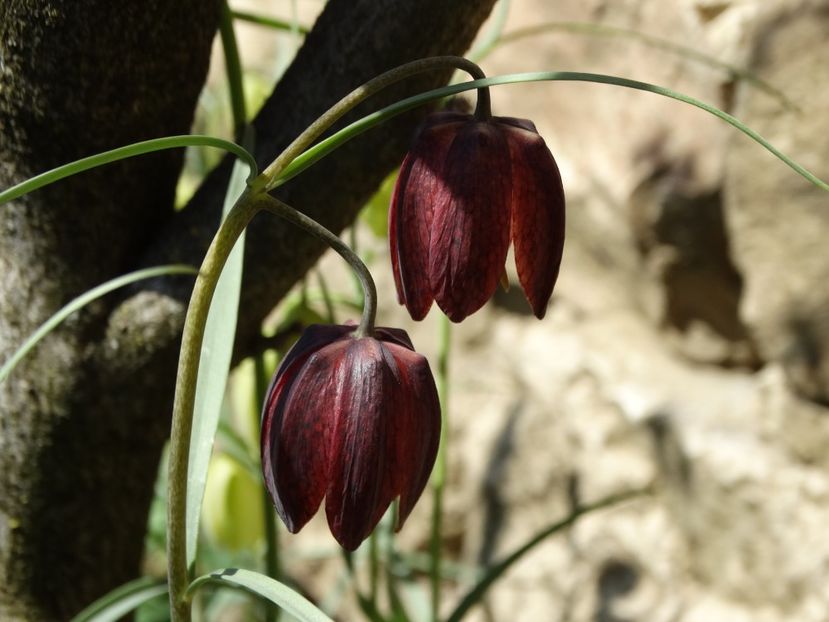  - Plante in gradina 2018