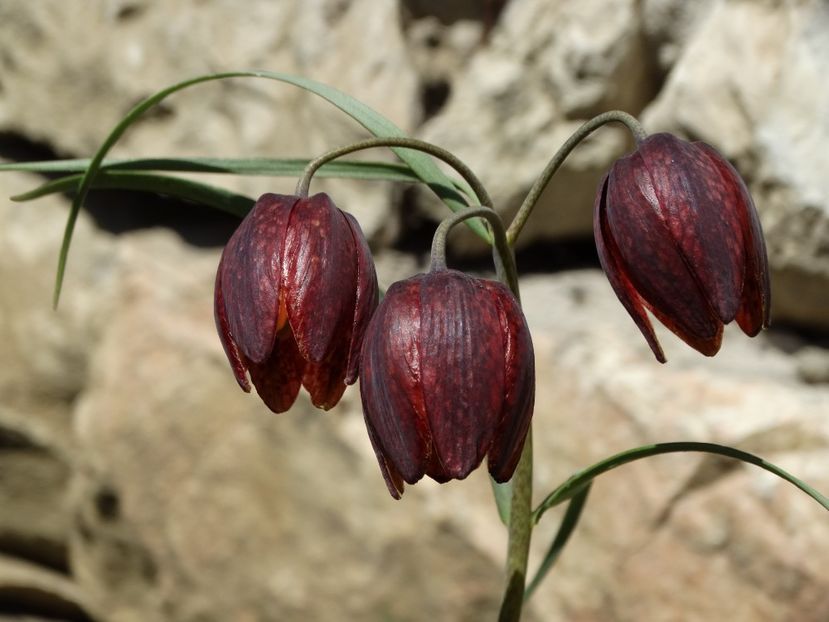  - Plante in gradina 2018