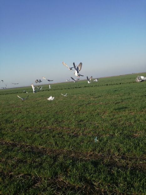  - 2018-04-09-Primul antrenament-Mizil-13 km