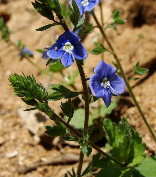 Veronica - 0 Flora spontana