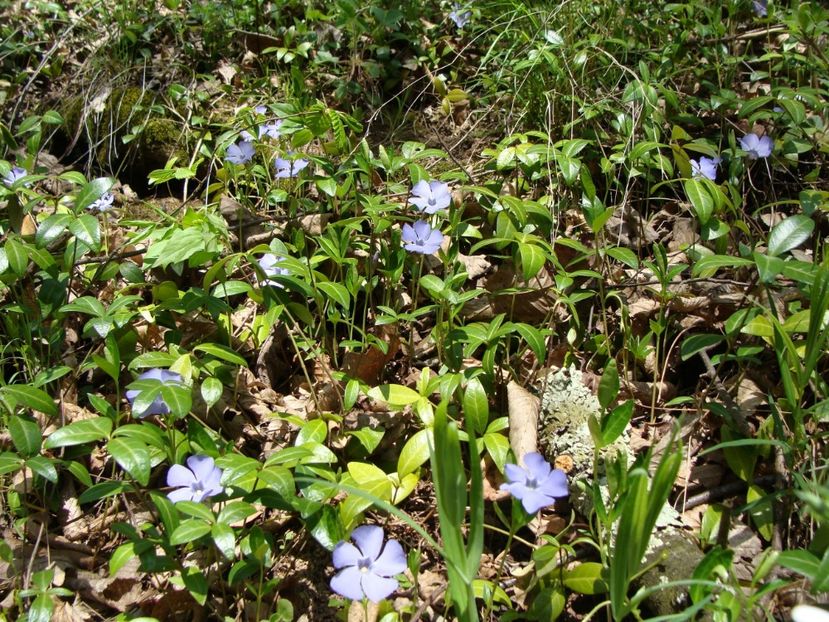 Vinca - 0 Flora spontana