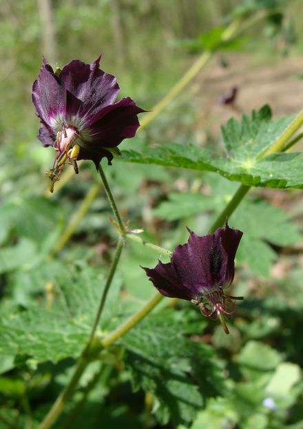 Geranium phaeum samobor - 0 Flora spontana