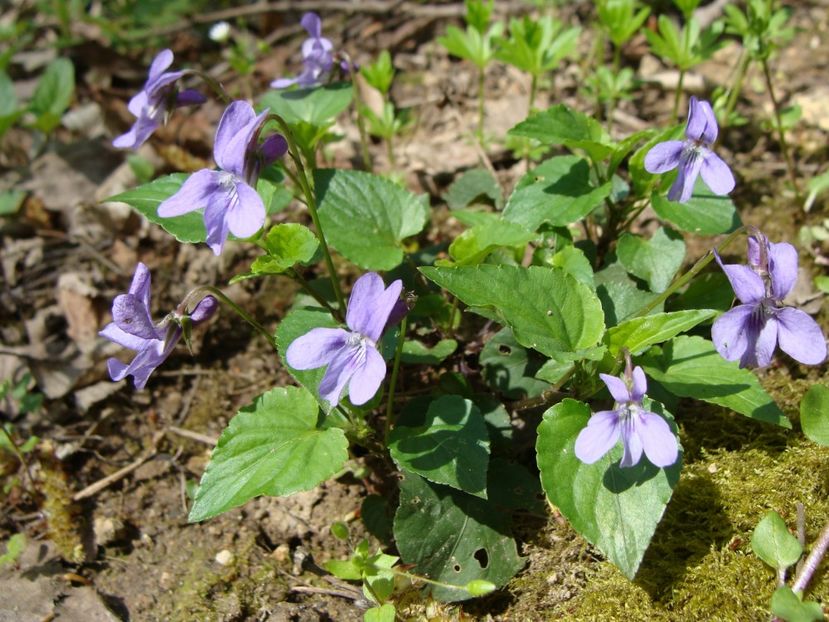 Viola odorata ( Toporaş, tămâioară) - 0 Flora spontana