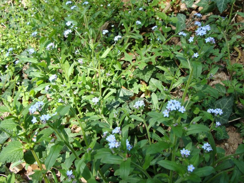  - 0 Flora spontana