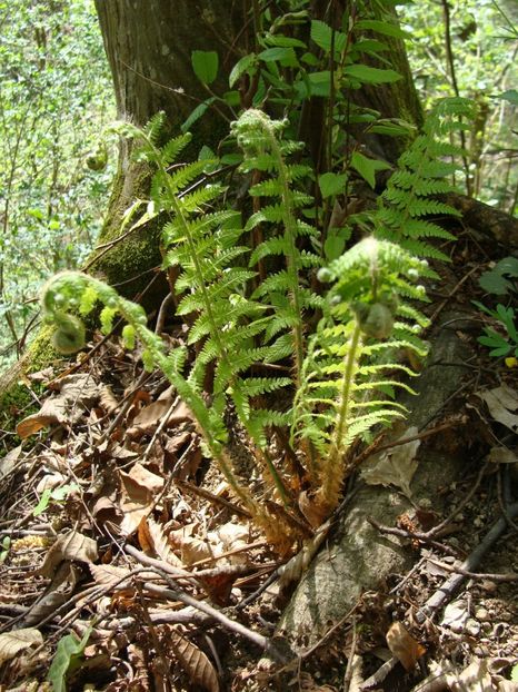  - 0 Flora spontana