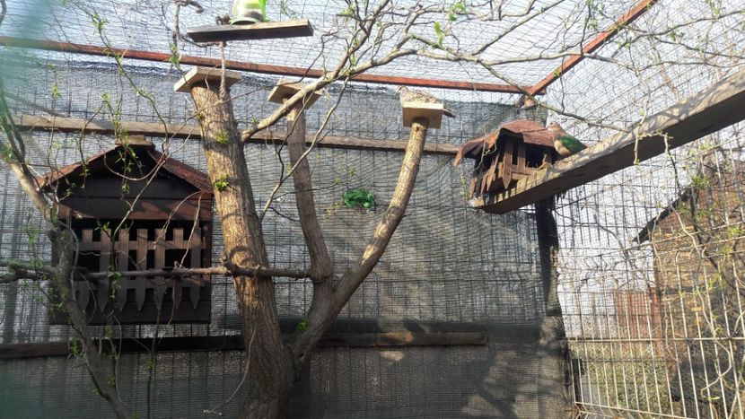  - TURTURELELE ARIPA VERDE