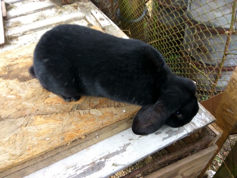  - 01 Femela neagra- Blacky