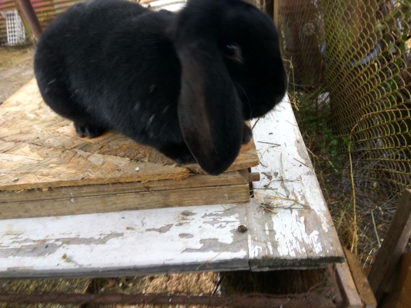 7,5 luni - 01 Femela neagra- Blacky