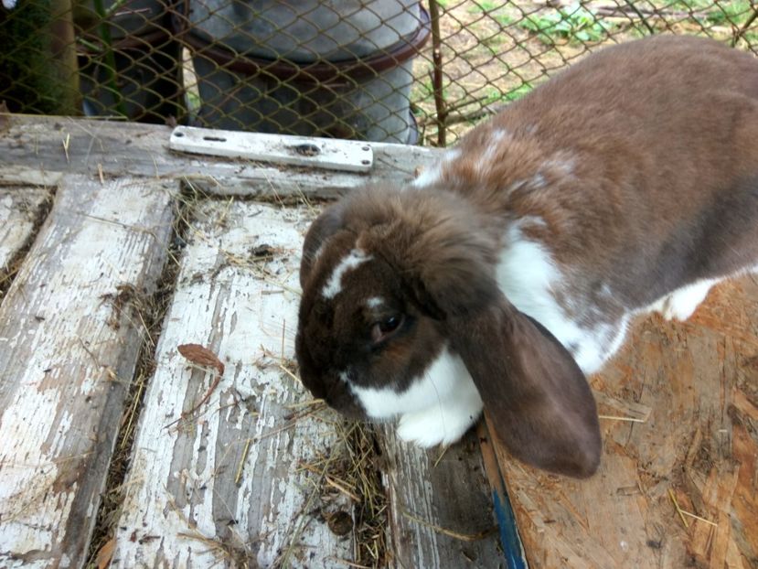 7,5 luni - 02 Femela turingian mantulat- TURY