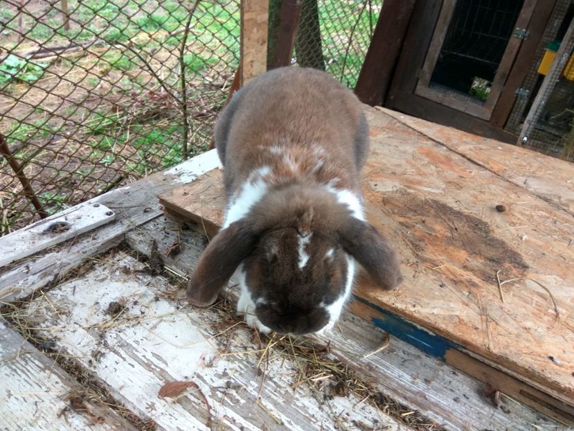  - 02 Femela turingian mantulat- TURY