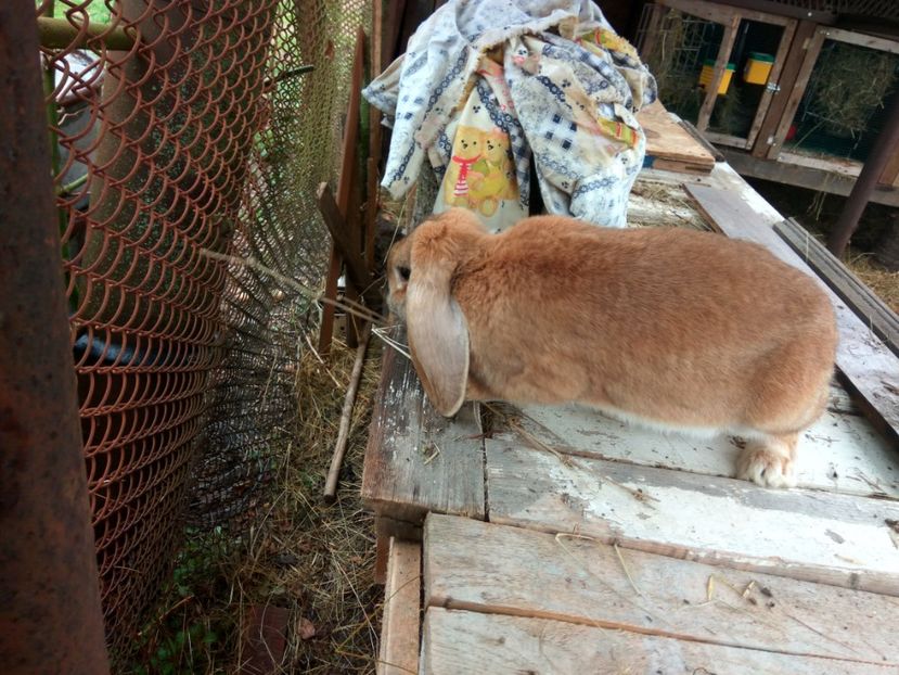  - 04 Femela galbena--LUNA