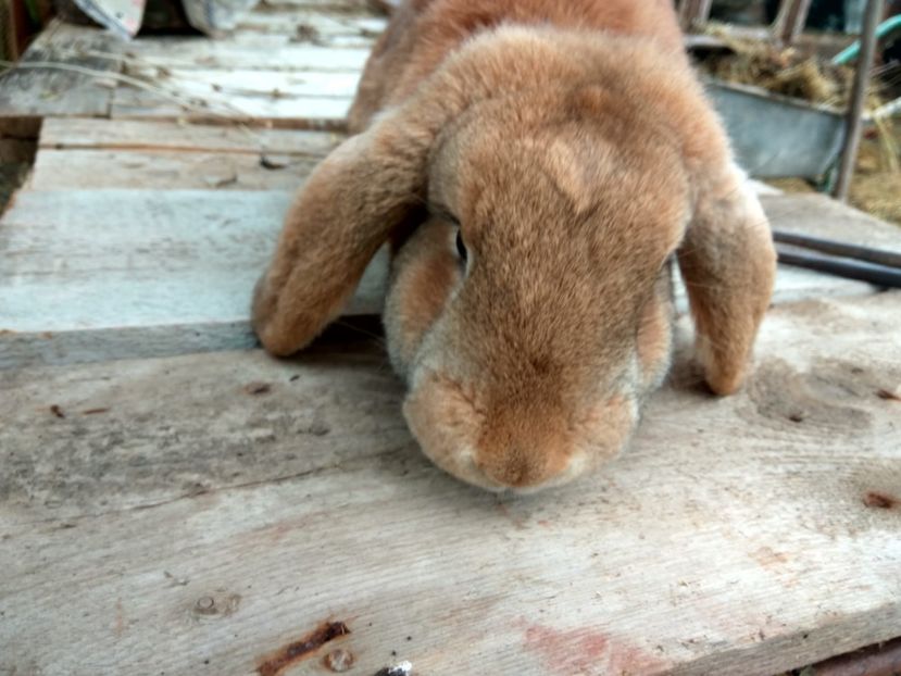 Montata cu masculul Agoutti pe 17.03.2018 - 04 Femela galbena--LUNA