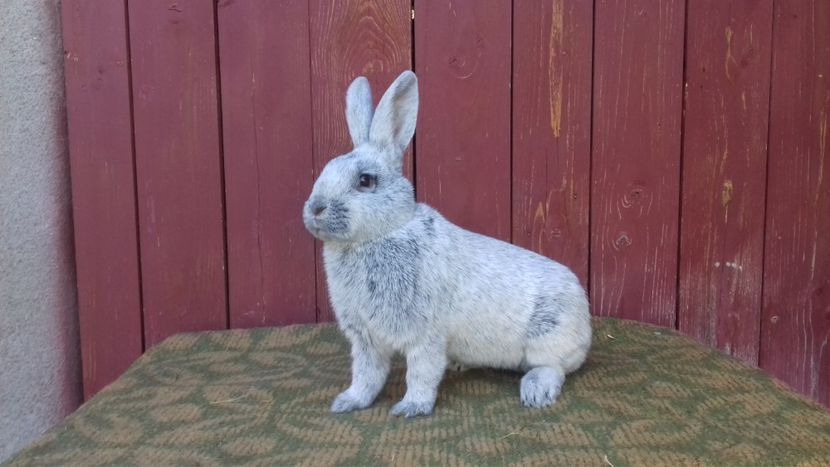 fem 5 luni - A DE VANZARE DEC 2020