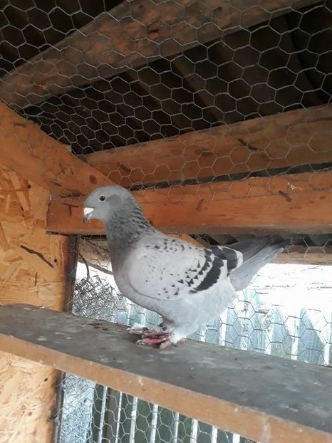 F2017 vândută - Amintiri