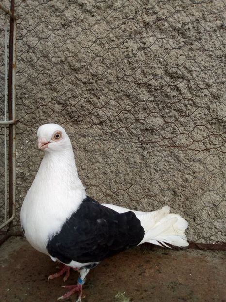  - jucatori capaciti de buzau