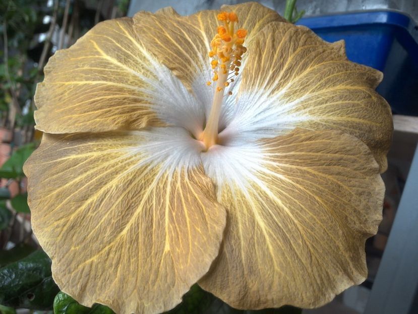  - Tahitian Exotic Mustard