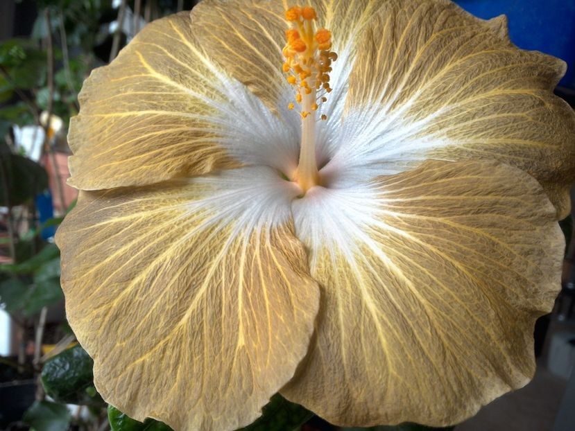  - Tahitian Exotic Mustard