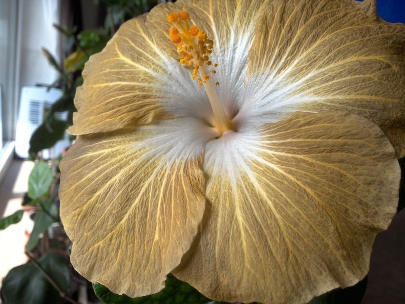  - Tahitian Exotic Mustard