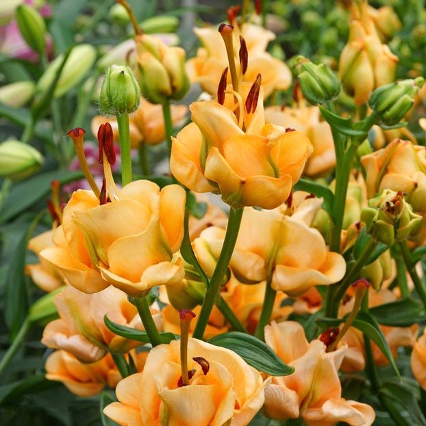 Apricot fudge - BULBI DE FLORI-achizitii