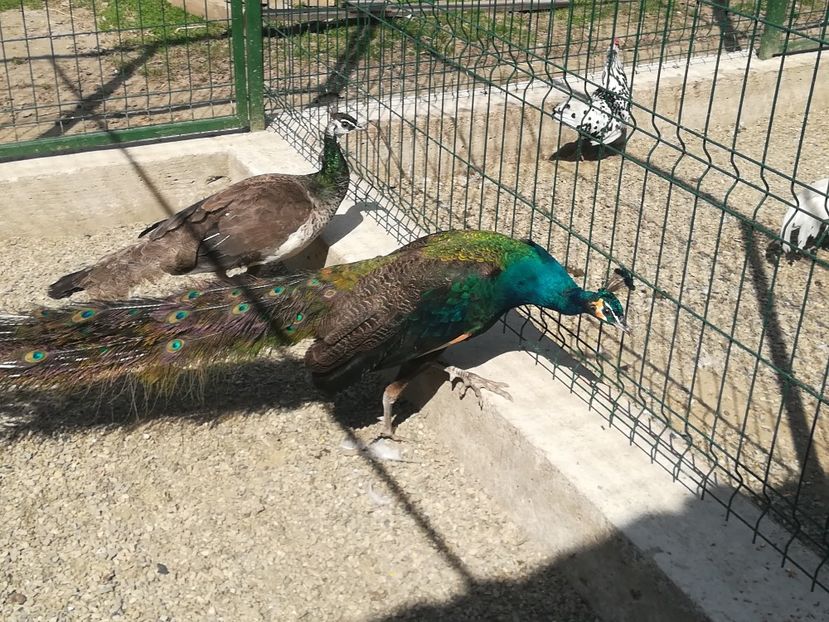  - Păun spalding
