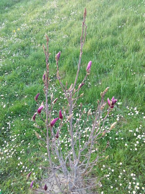  - AAAAA_MAGNOLIA SUSAN 2015_2017_2018_2019_2020_2024_2025