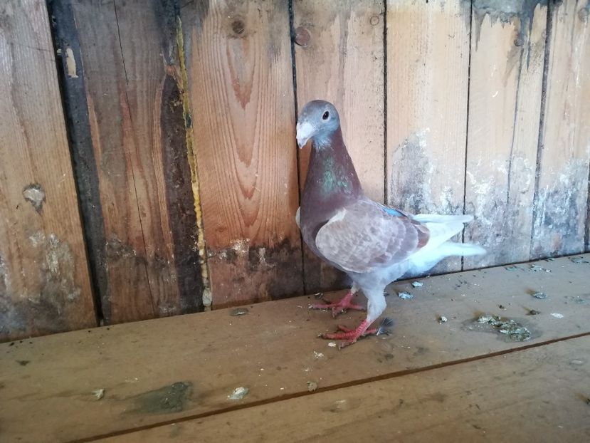 0-1 - Voiajori germani 2018