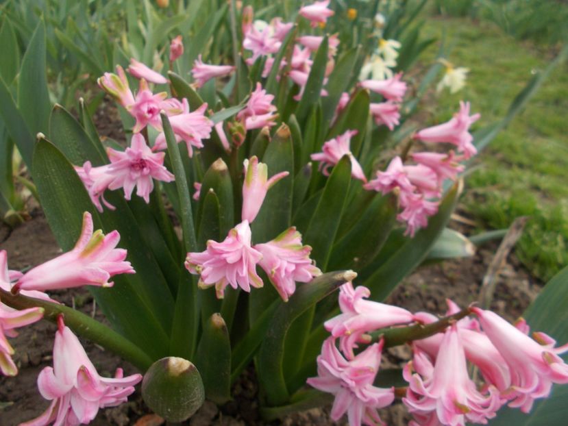  - 2018 Flori de gradina