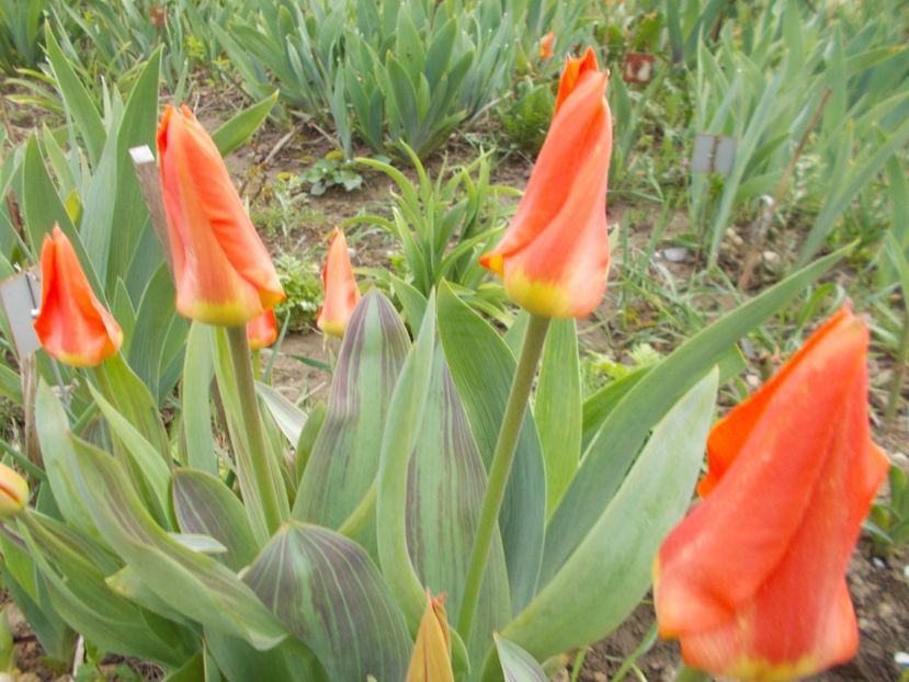  - 2018 Flori de gradina