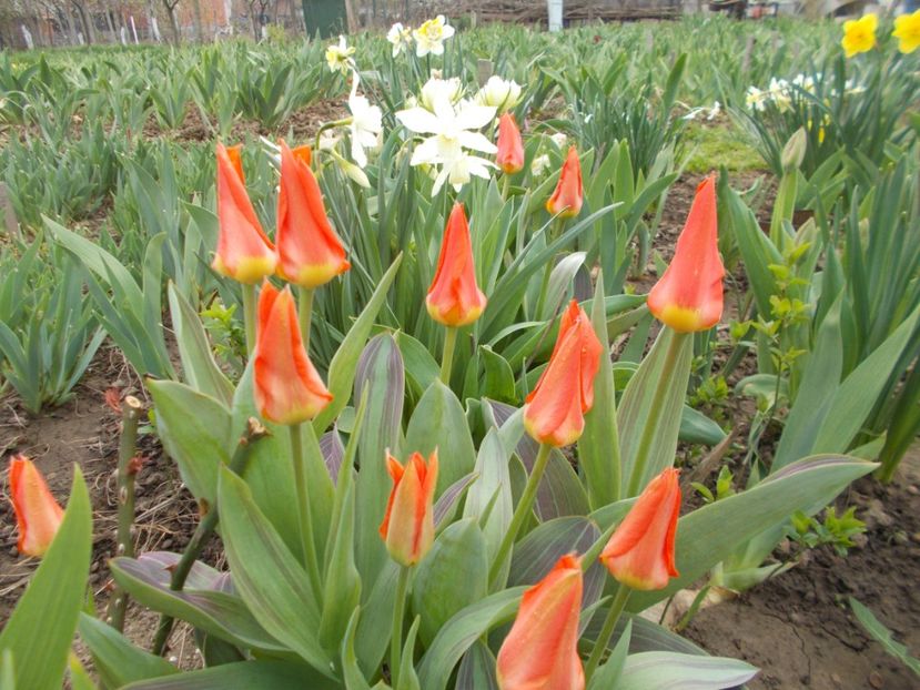  - 2018 Flori de gradina