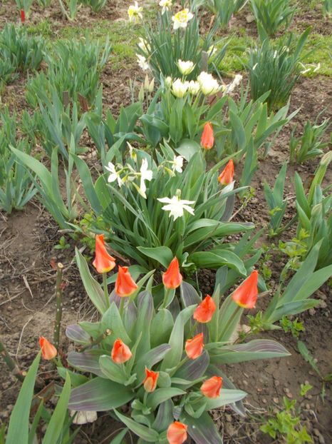  - 2018 Flori de gradina