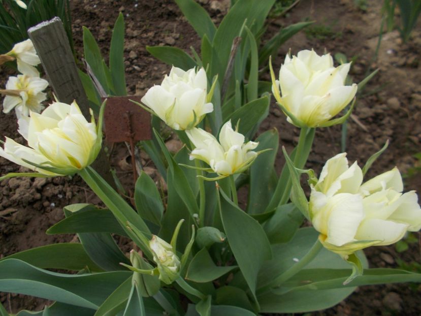  - 2018 Flori de gradina