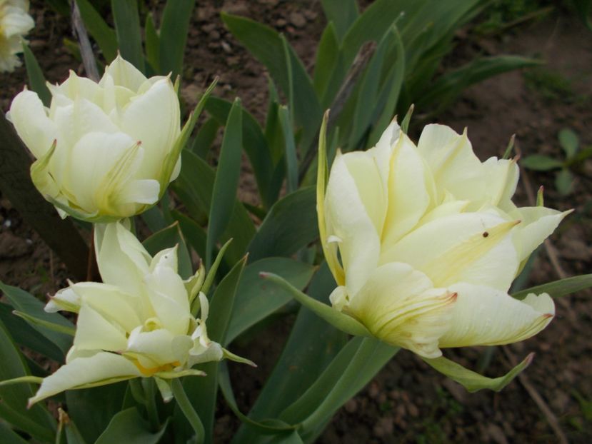  - 2018 Flori de gradina