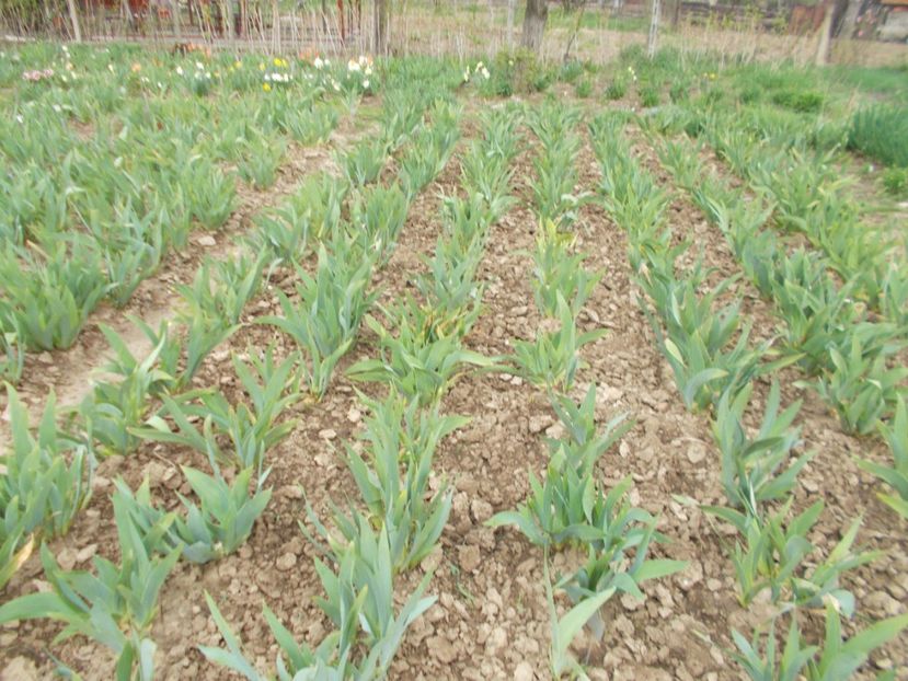  - 2018 Flori de gradina