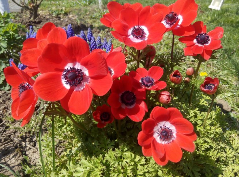 10 aprilie-anemone - gradina 2018