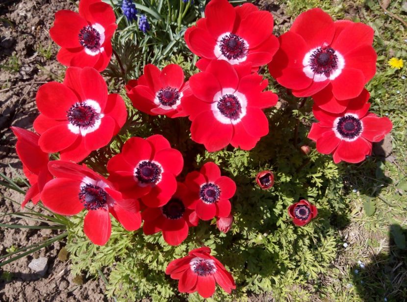 10 aprilie 2018-anemone - gradina 2018