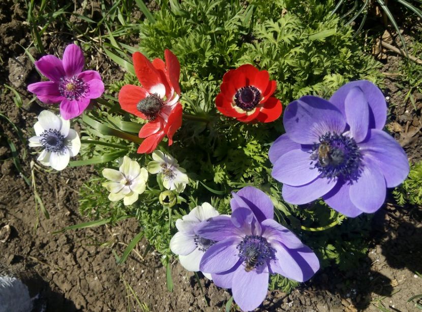 10 aprilie 2018-anemone - gradina 2018