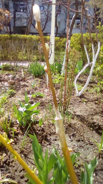 Altoire "salix caprea" (matisori) pe portaltoi de salcie plangatoare - Gradinita mea - Aprilie 2018