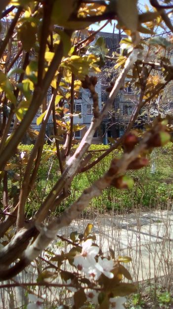 Altoire cires"Kordia" pe portaltoi corcodus rosu "Prunus cerasifera Nigra". - Gradinita mea - Aprilie 2018
