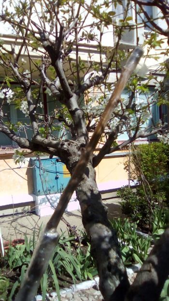 Altoire cais "Elena" pe corcodus rusesc galben - Gradinita mea - Aprilie 2018
