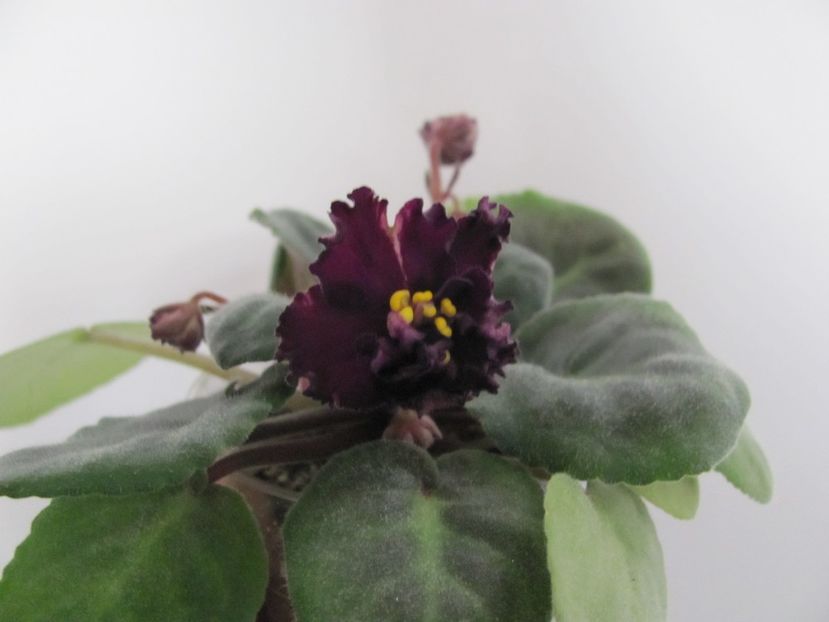  - ZZZ EK Wild Orchid EK Dikaia Orkhideia