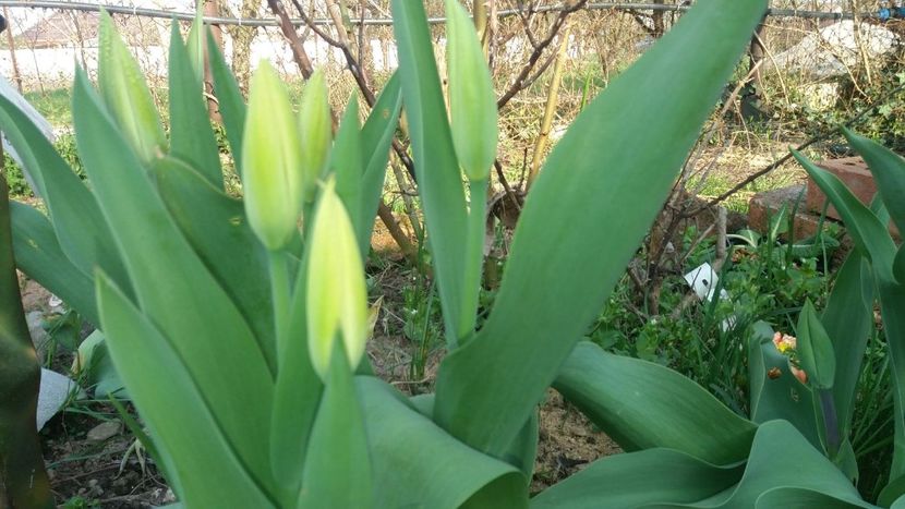WhatsApp Image 2018-04-08 at 17.45.51 - Primavara 2018